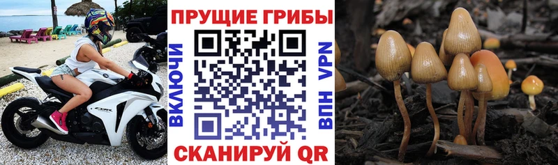 Псилоцибиновые грибы Psilocybine cubensis  даркнет сайт  OMG ТОР  Шахты 